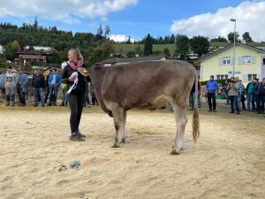 vize champion rind 154